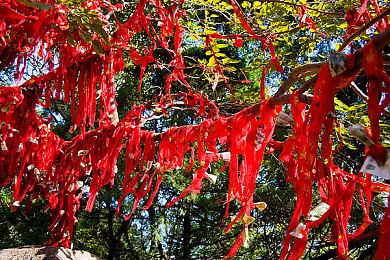 解谜冒险游戏《UNDERGROUNDED》Steam页面 明年发行